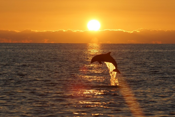 Dolphin leaping from the ocean at sunset with the sun on the horizon.